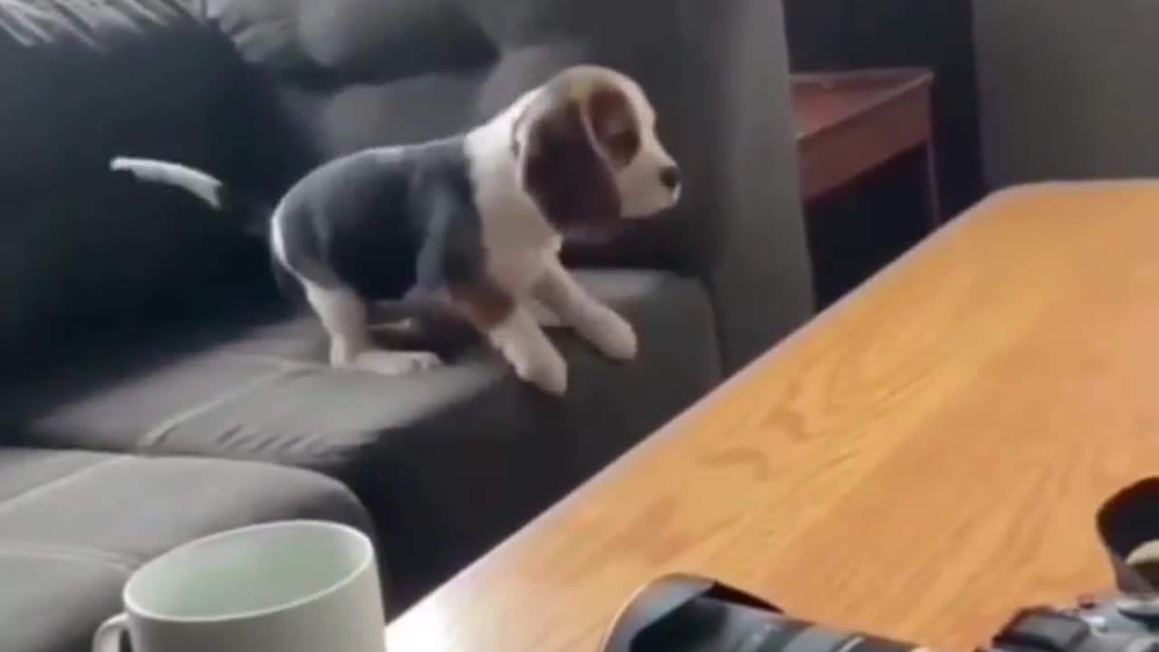 Funny animal clips: missed by an inch๐
๐