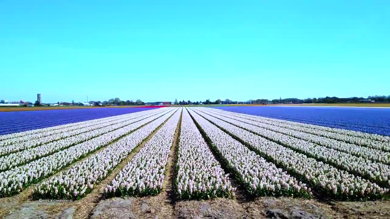 KEUKENHOF 🇳🇱 AMSTERDAM Drone 4K World's largest Tulip Fields 2022