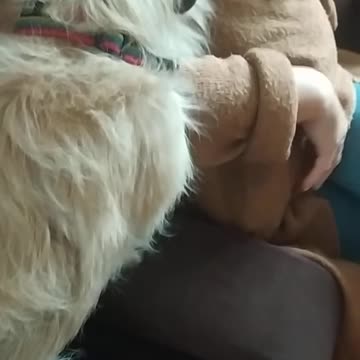 Dog Sees Newborn For The First Time