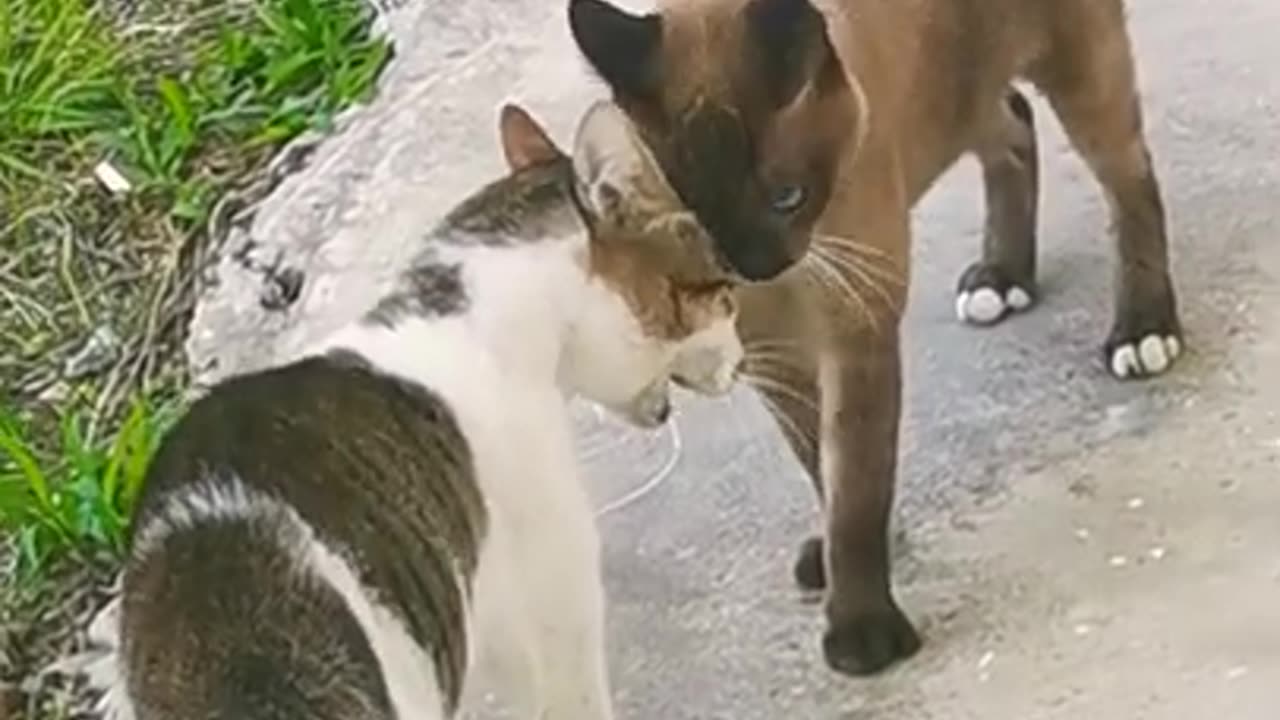 cute cats fight. enjoyable vdo