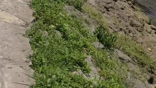 Helping a "Lost Duckling" Find Its Way Home