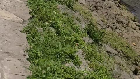 Helping a "Lost Duckling" Find Its Way Home