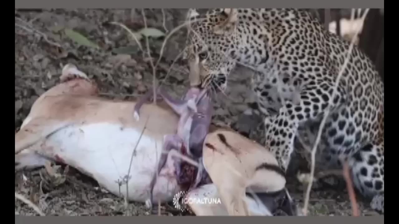 Mysterious caught by Big Cat 🤨🤨😯😯😯