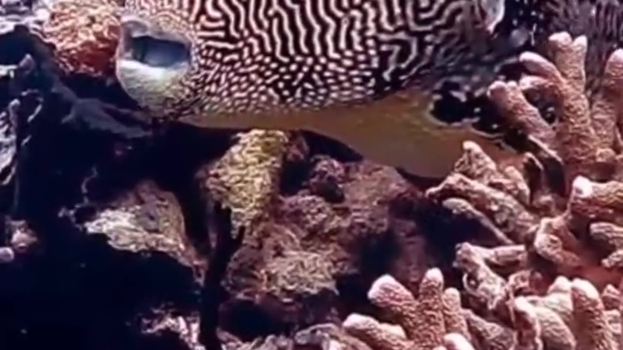 Puffer Fish Videos For Kids