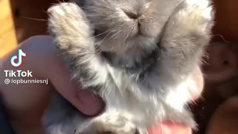 cute baby bunny