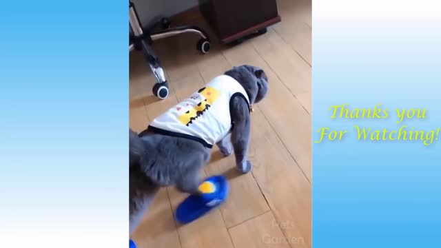 The Dancing Cat