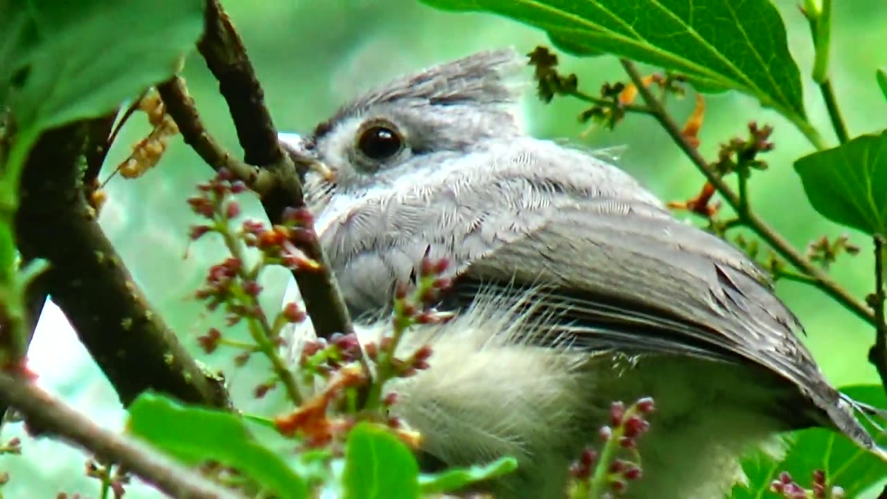 Tufted Titmouse