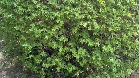 ball shaped green plants