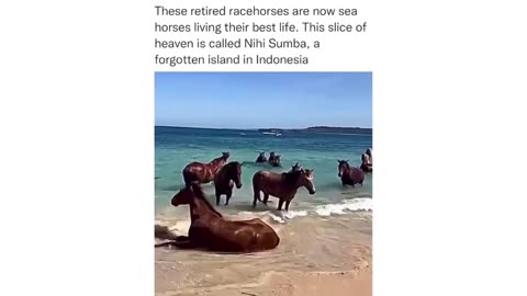Horses Embrace the Ocean!