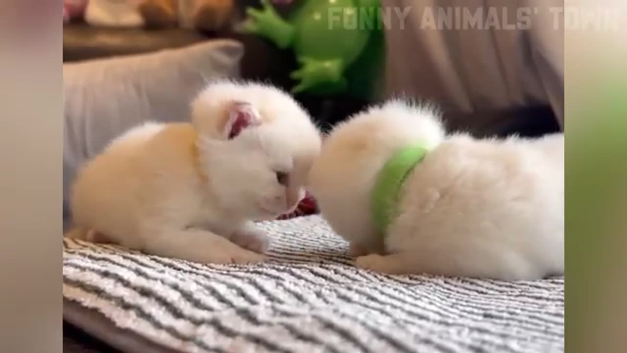 Funniest Cats and Dogs 🐶🐱 | Funny Animal Videos