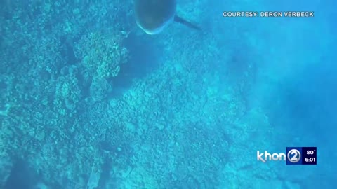 Hawaii man greeted by great white shark during 'insane' experience