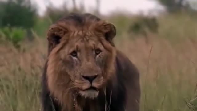 Animal World Lion