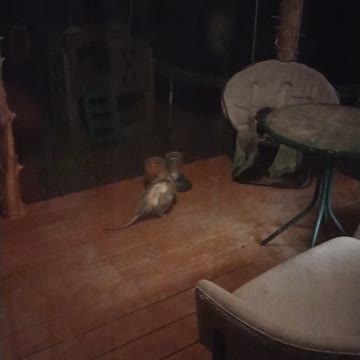 Possum hanging out on porch eating cat food with my cat.