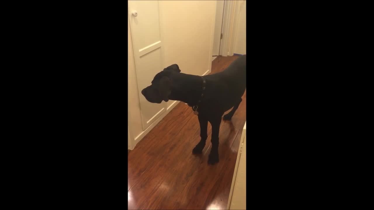 Great Dane battles Hairdryer