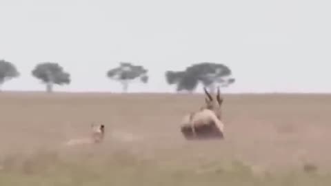 brave gemsbok take down lions with their horns to save baby gemsbok esca