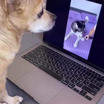 Husky are the best one😂