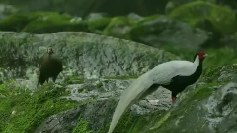 Beautiful bird ( Silver Pheasant)