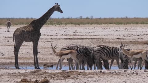 animals living in peace