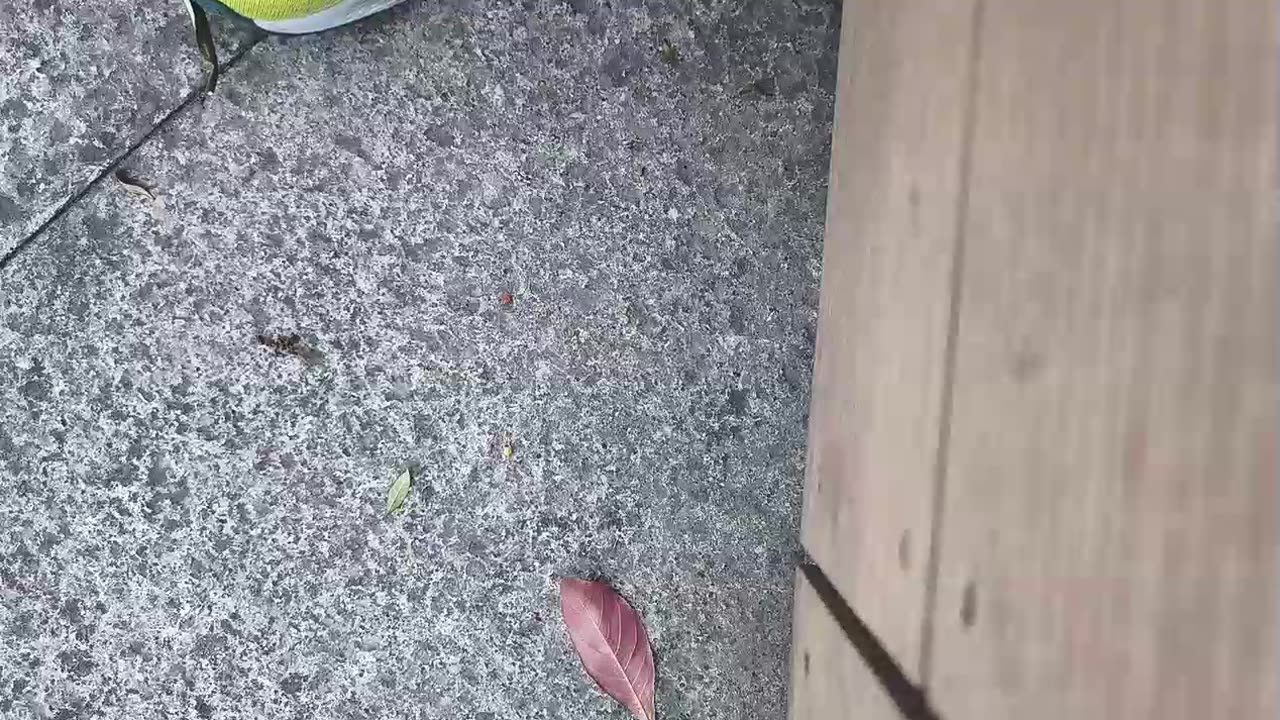 fatty demon pig - 2024 - May 10th