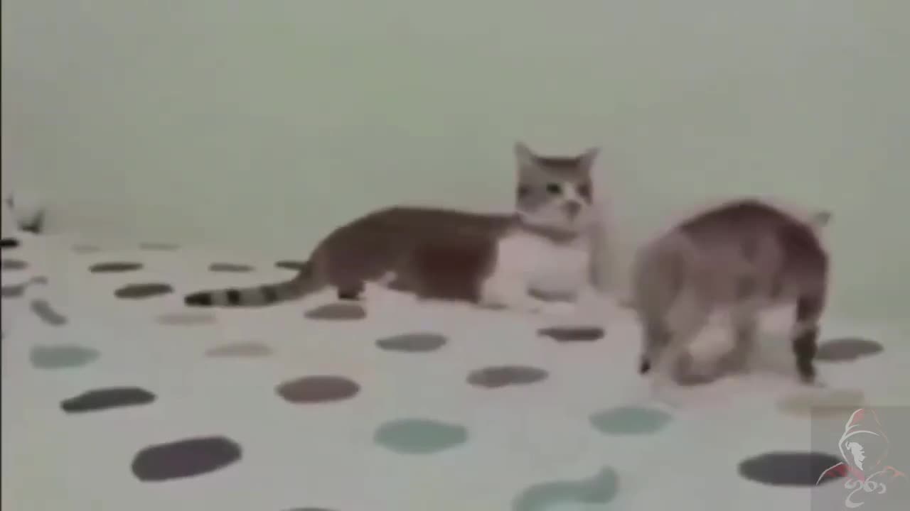 Funniest Animal Moments 2023 /Funniest Cats and Dogs