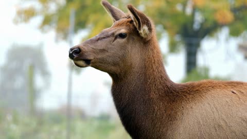 Deer video