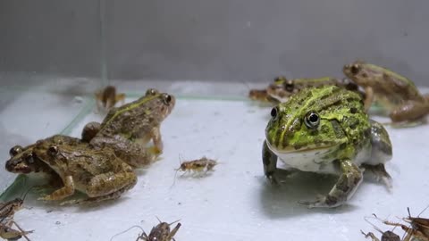 Pacman Frog Crazy Frog Centipede-13