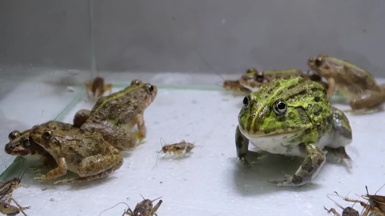 Pacman Frog Crazy Frog Centipede-13