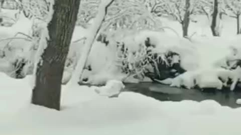 #Snowfall in kashmir