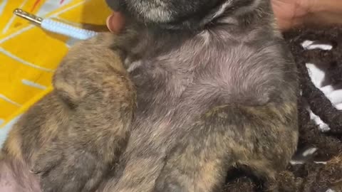 Perro de Presa Canario K.O