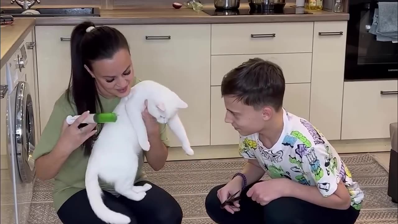 Funny new videos 2024 Cats are shocked #shorts by 149