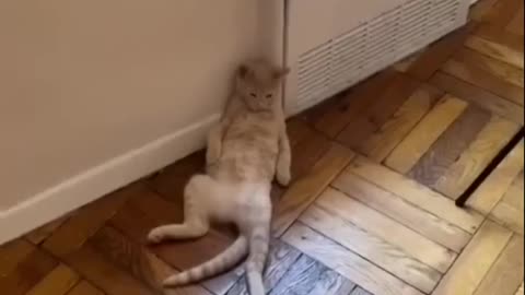 Cat video