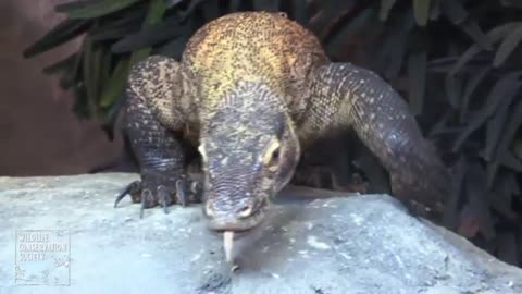 Komodo Dragons Slide Into Bronx Zoo