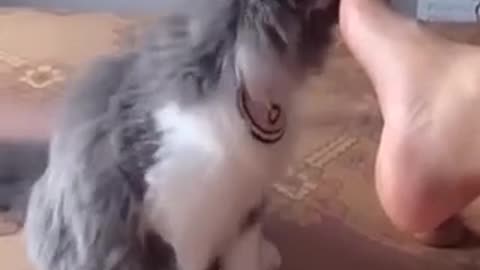 Funny Cats and Dogs - Funny Animal Videos