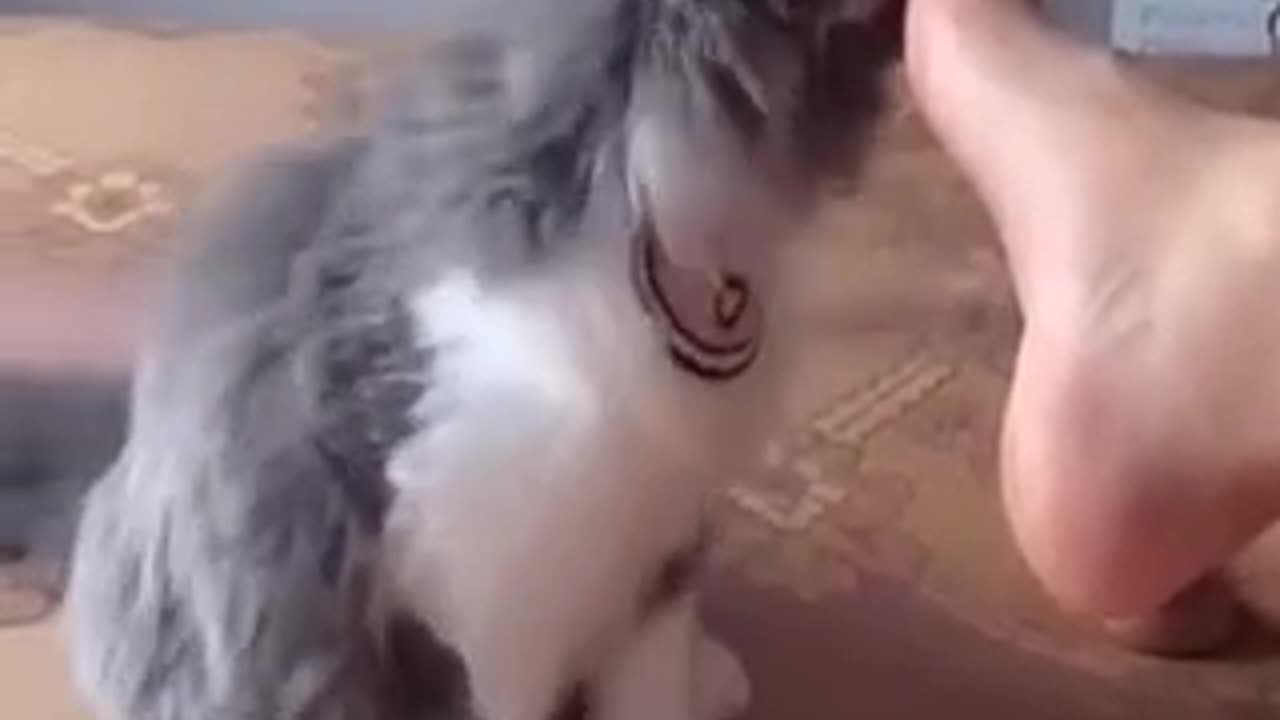 Funny Cats and Dogs - Funny Animal Videos