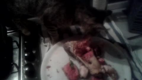my cat and a big steak