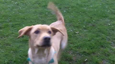 Dog Playing Video