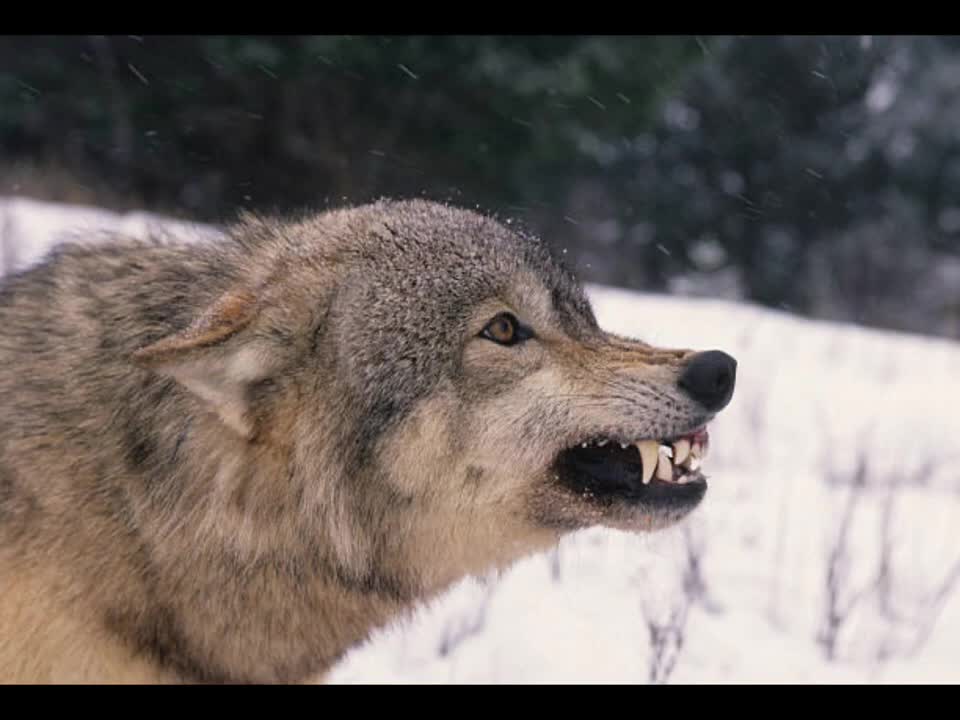 Wolf howl and wolf growl sound effect