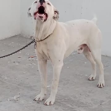 Male Bull Dog