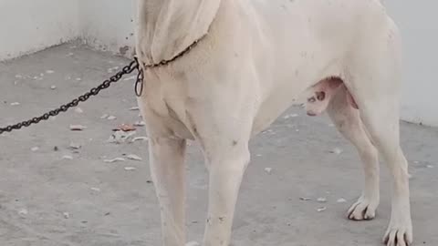 Male Bull Dog