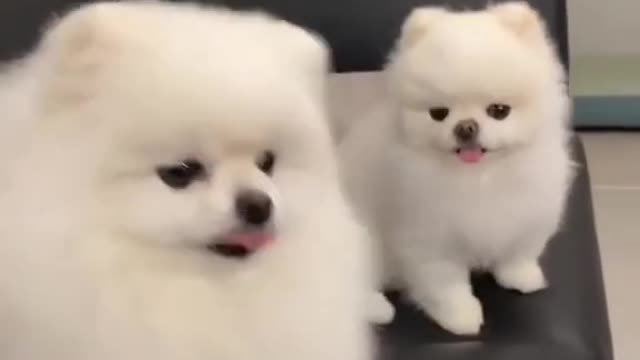 😘 Puppy ❤️ dog videos | Cute Pomeranian puppies video | #shorts