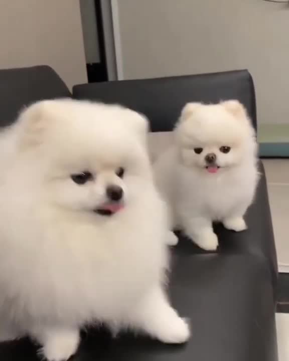 😘 Puppy ❤️ dog videos | Cute Pomeranian puppies video | #shorts