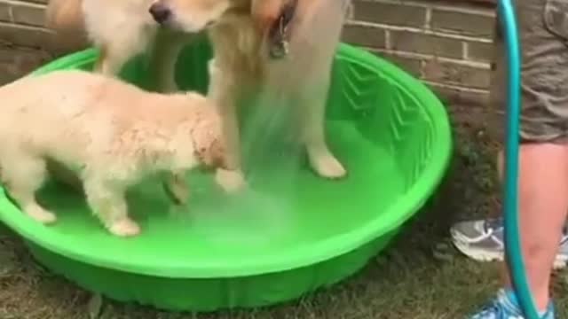 this dog is bathing in the tub