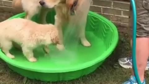 this dog is bathing in the tub