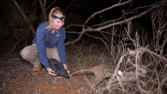 45_Woylies reintroduced to Mallee Cliffs National Park