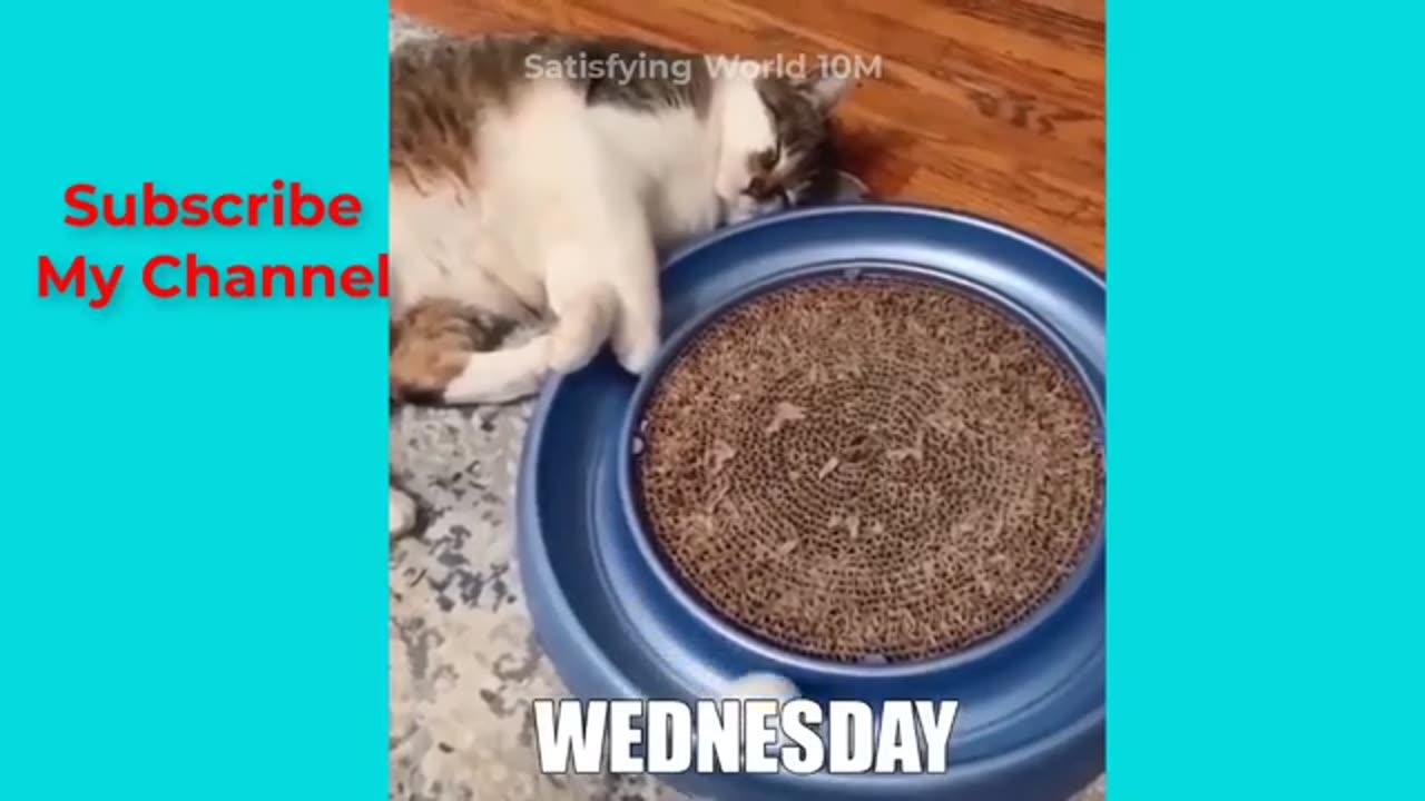 Funny animal videos