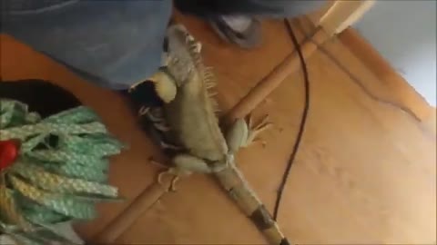 .Iguana Clings to Owner's Leg and Refuses to Leave