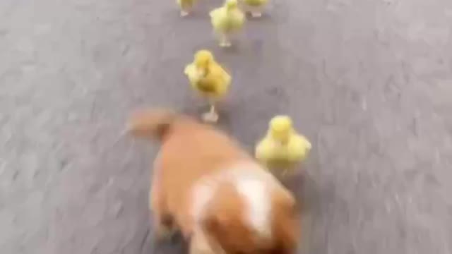 Ducks and dogs.