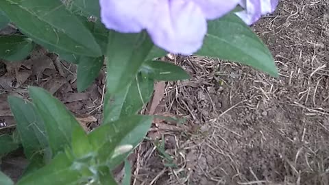 Ruellia Humilis