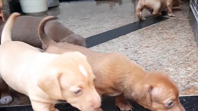 Animals in growth phase, 3rd week they are so beautiful.