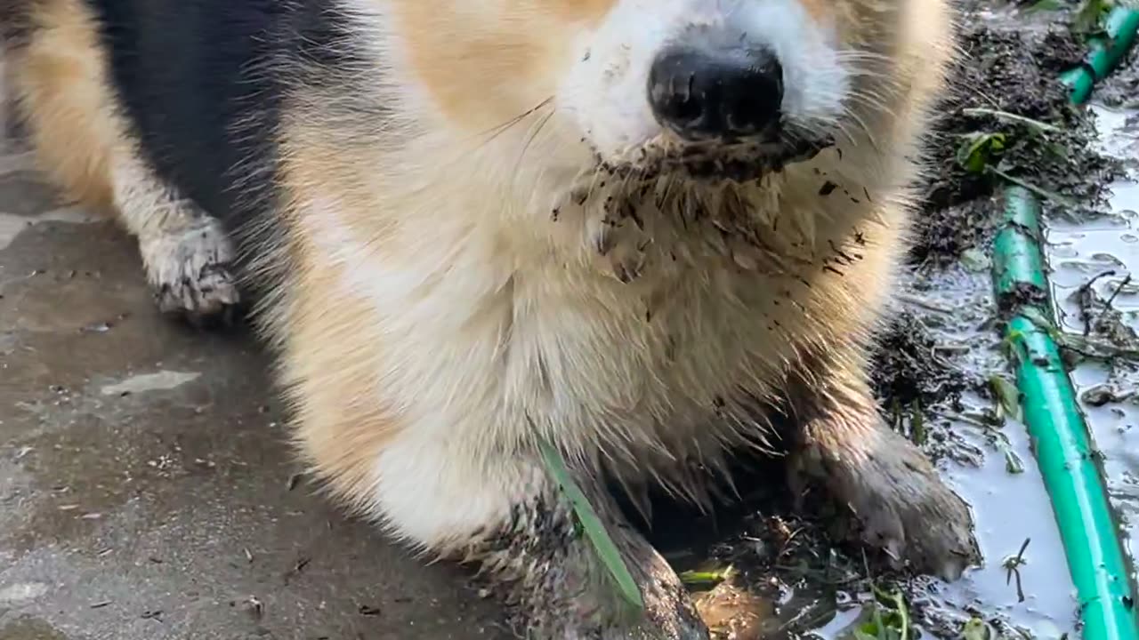 Corgis and their love of cleanliness 😅